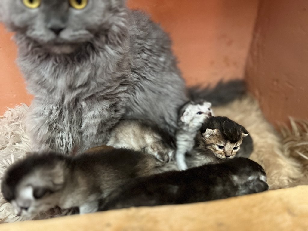 Anaé, femelle Selkirk Rex, entourée de ses chatons Abysheep
