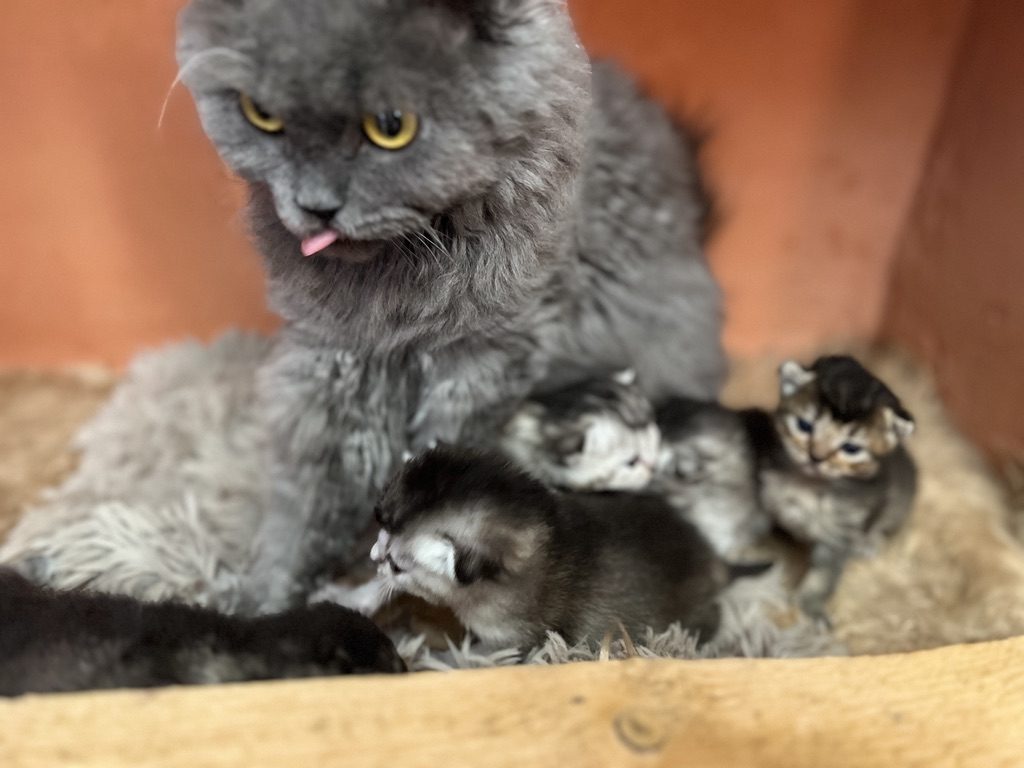 Anaé, femelle Selkirk Rex, veillant sur ses chatons Abysheep