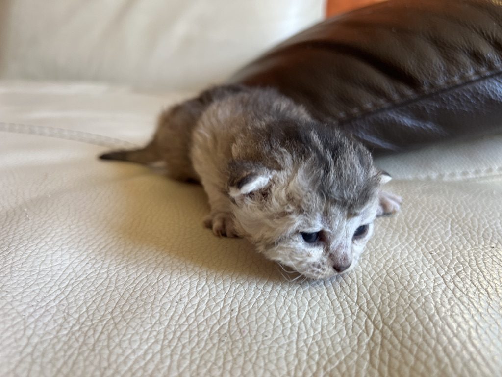 Chaton Abysheep de la portée du 7 septembre 2026, disponible à la réservation