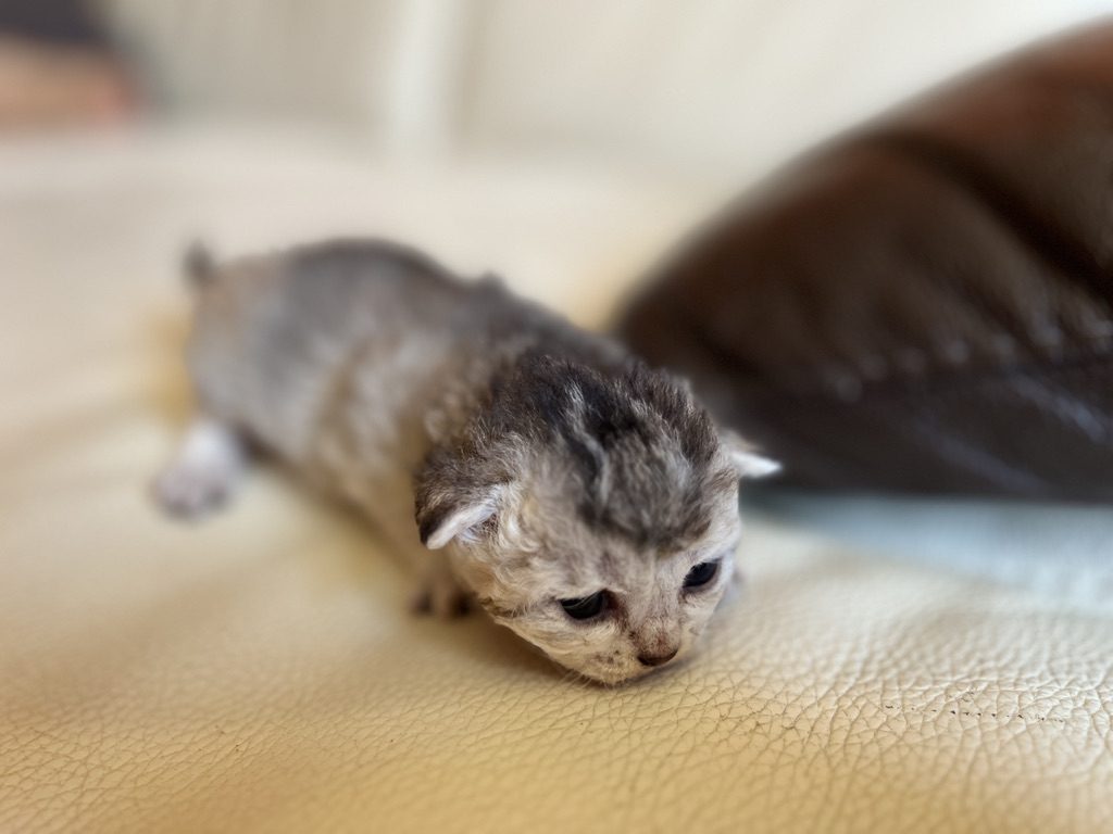 Chaton Abysheep gris explorant le canapé
