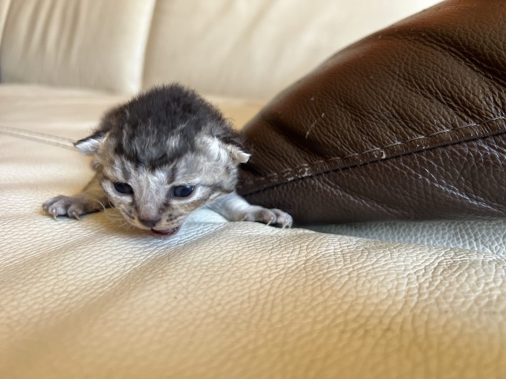 Chaton Abysheep aux yeux bleus, quelques jours
