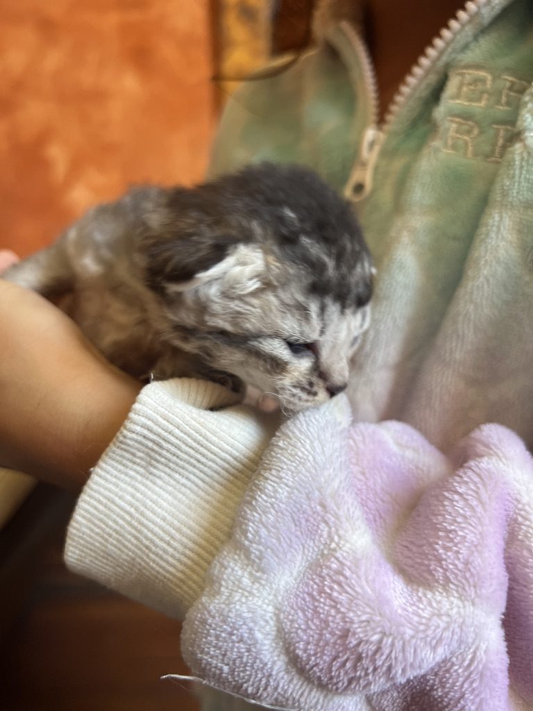 Chaton Abysheep tenu dans les mains, socialisation