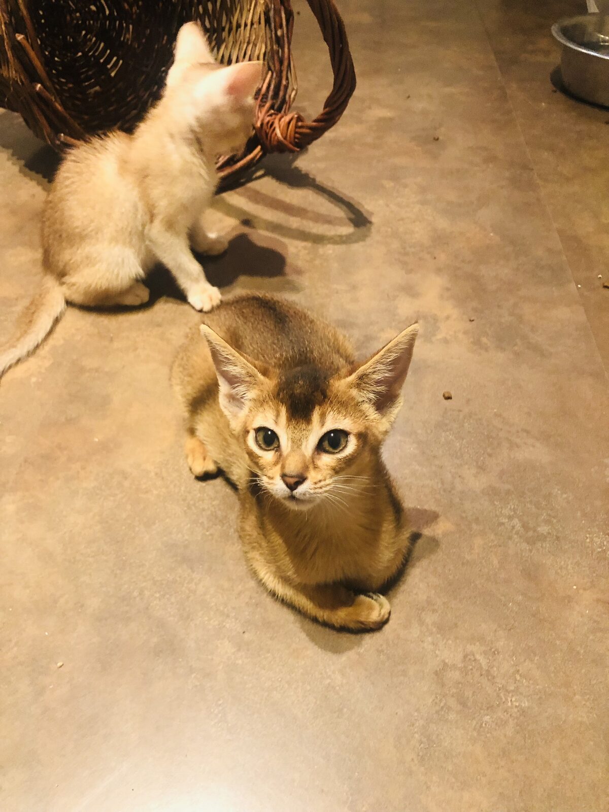 Chaton Abyssin en exploration