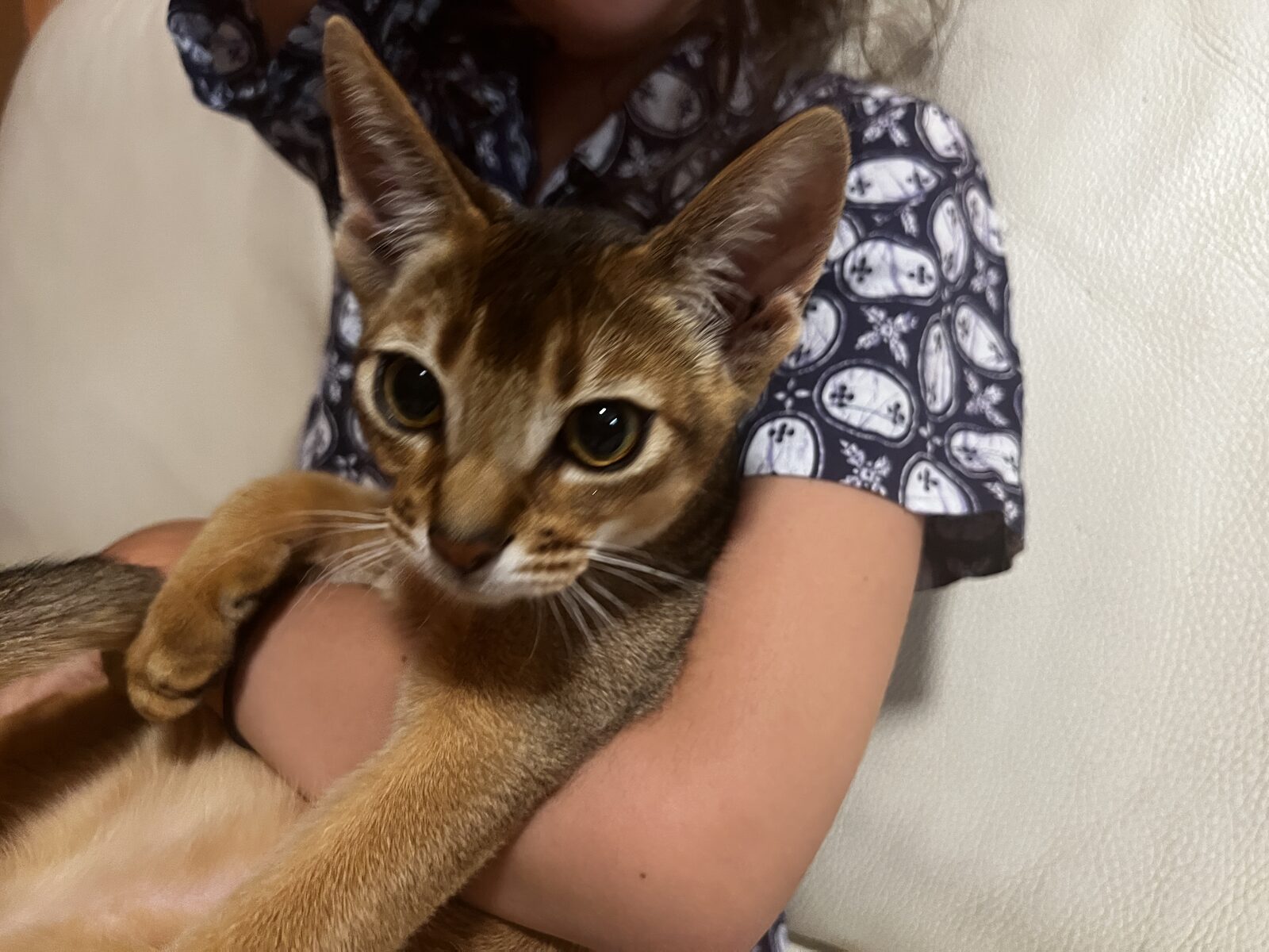 Portrait d'un chaton Abyssin