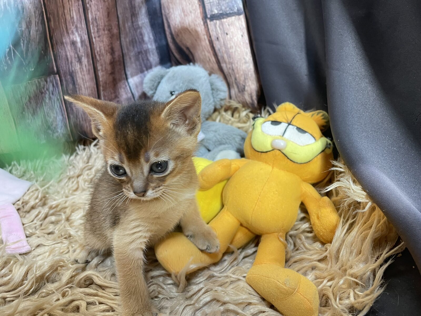 Trois chatons Abyssin blottis ensemble