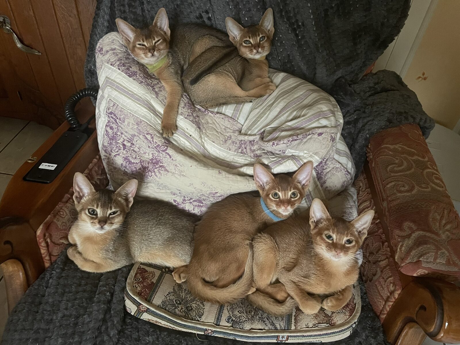Quatre chatons Abyssin réunis