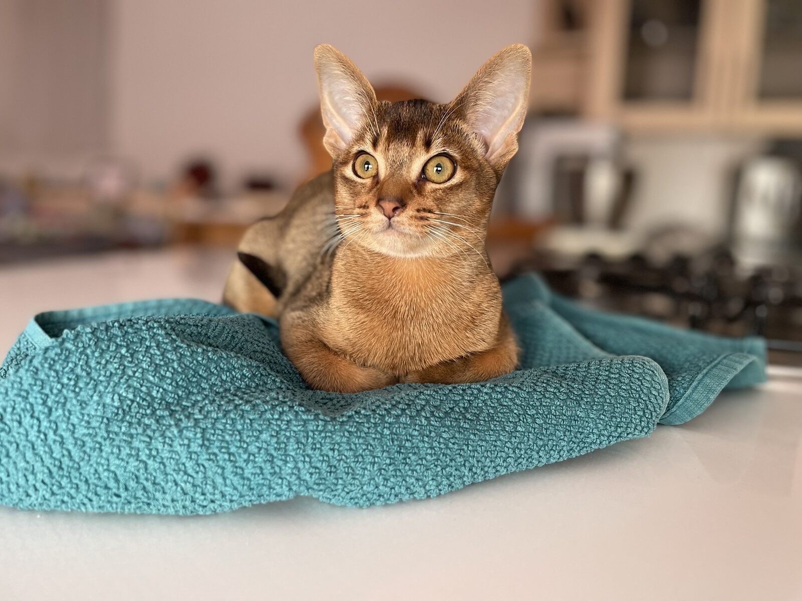 Chatte Abyssin de la Chatterie du Drakkar Divin, regard doré caractéristique de la race